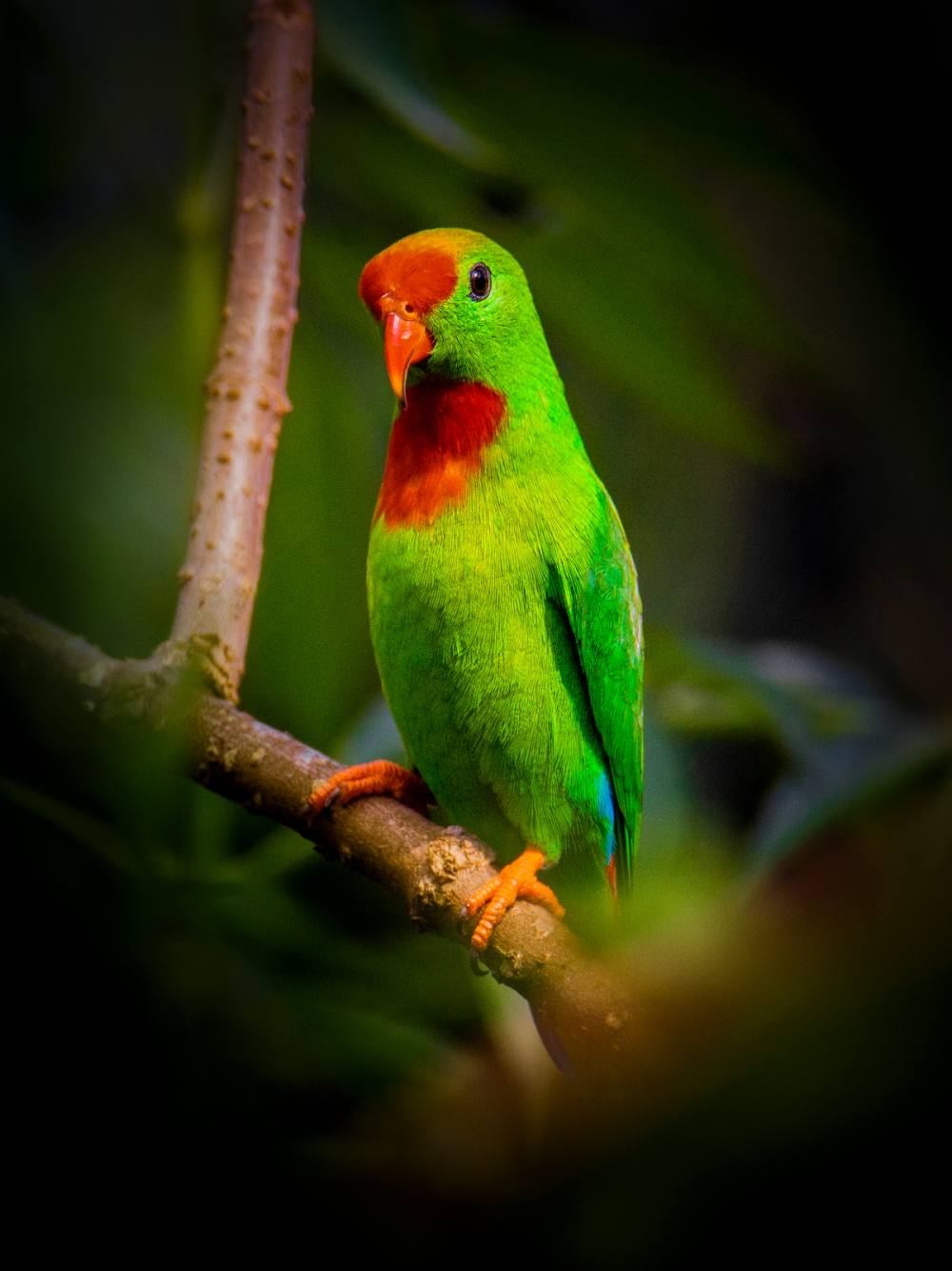 Loriculus beryllinus
