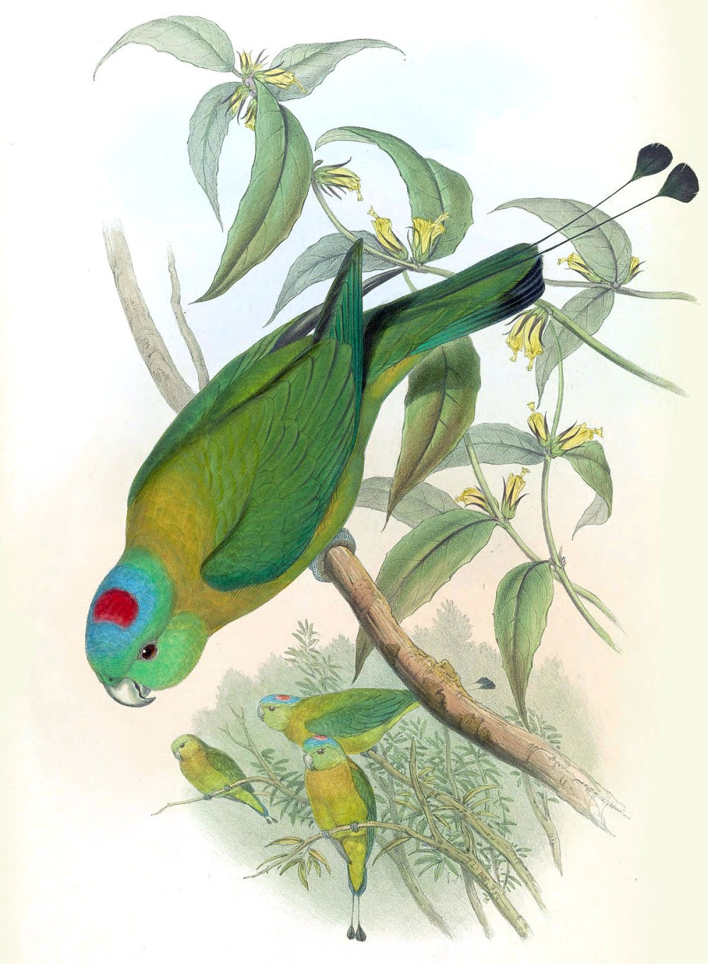 Prioniturus flavicans