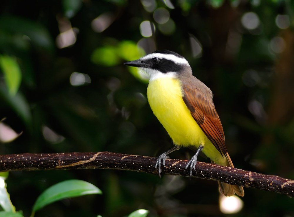 Pitangus sulphuratus