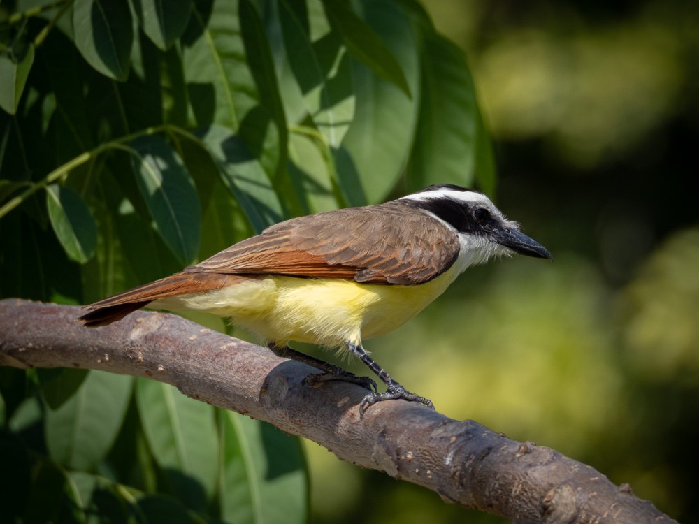 Saurophagus sulphuratus