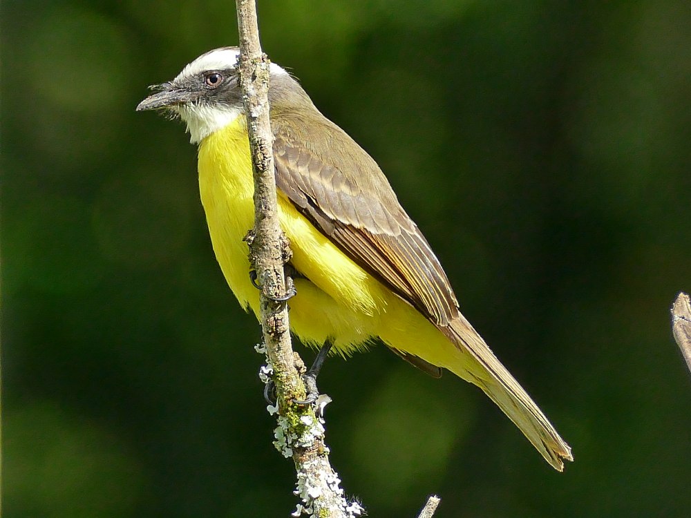 SL Pitonga
