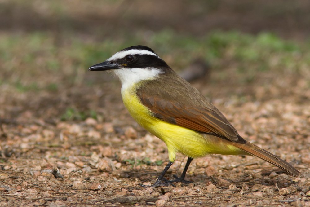 Saurophagus sulphuratus