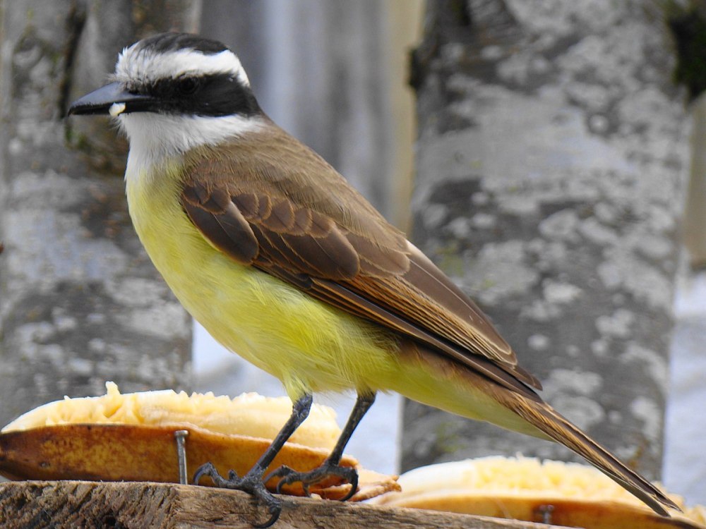 Pitangus sulphuratus