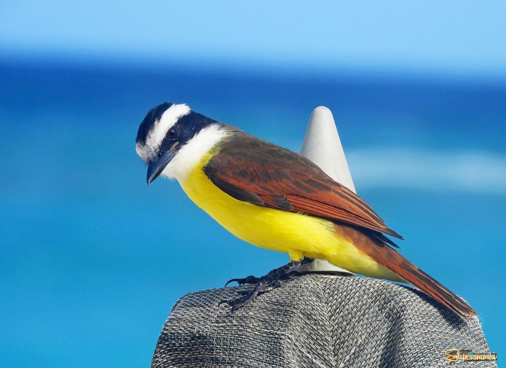 Great Kiskadee