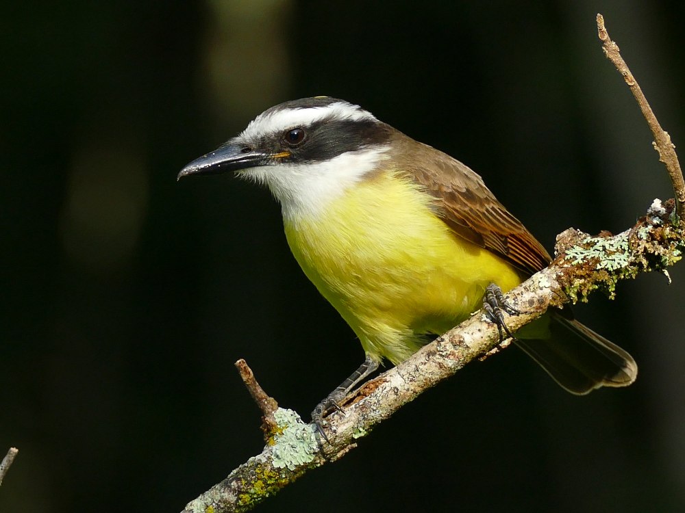 Pitangus sulphuratus