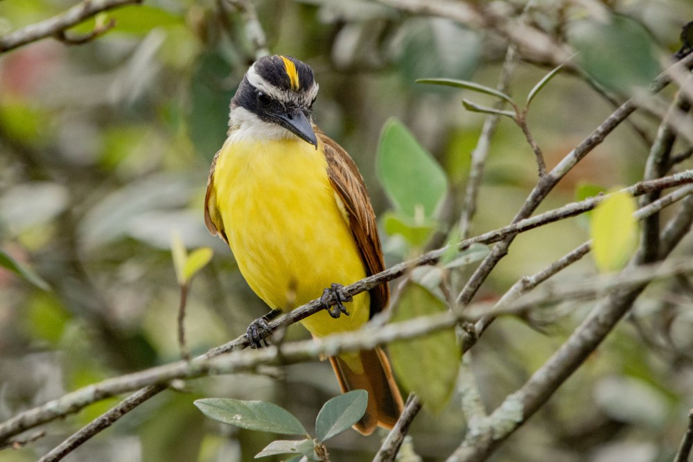 Saurophagus sulphuratus
