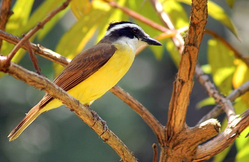 Saurophagus sulphuratus