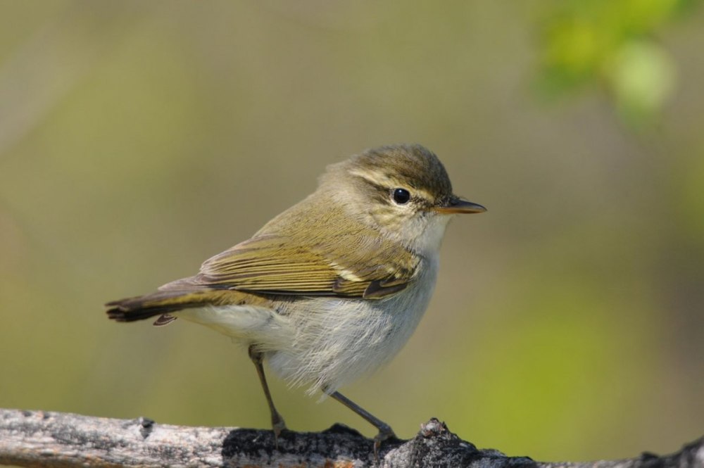 Светлобрюхая пеночка