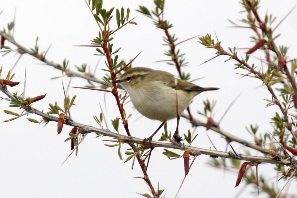 Ocinebrellus inornatus