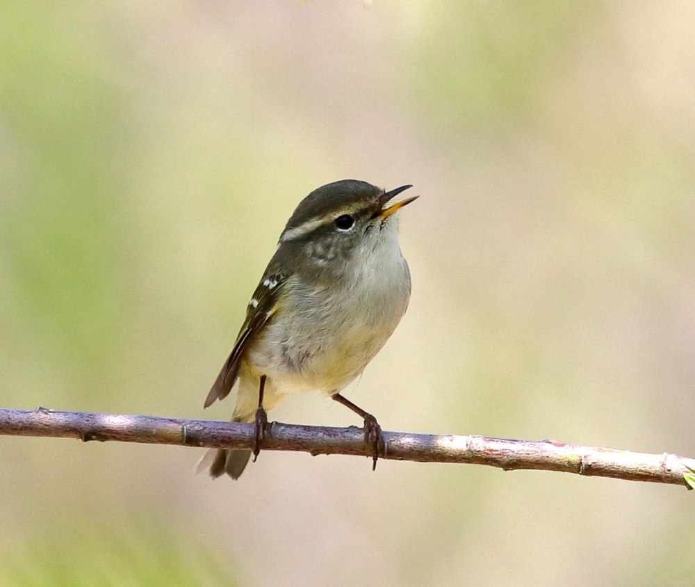 Птица пеночка Зарничка