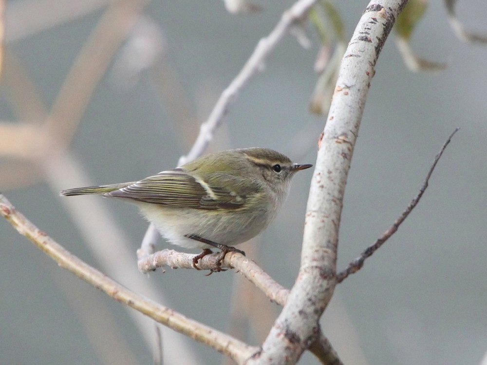 Пеночка-весничка голос