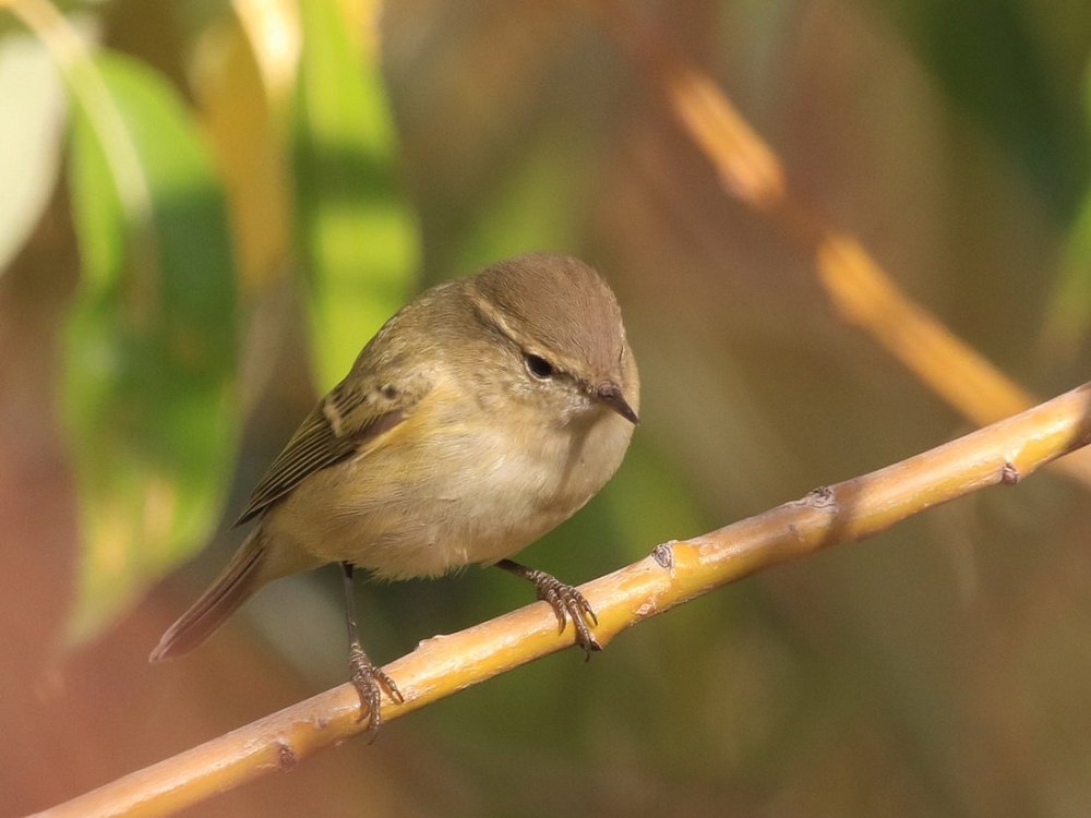 Пеночка-весничка самец