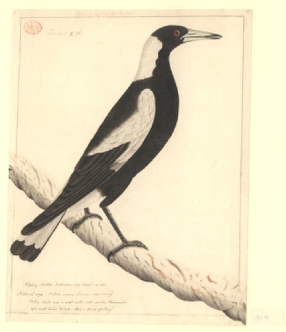 Australian Magpie the book