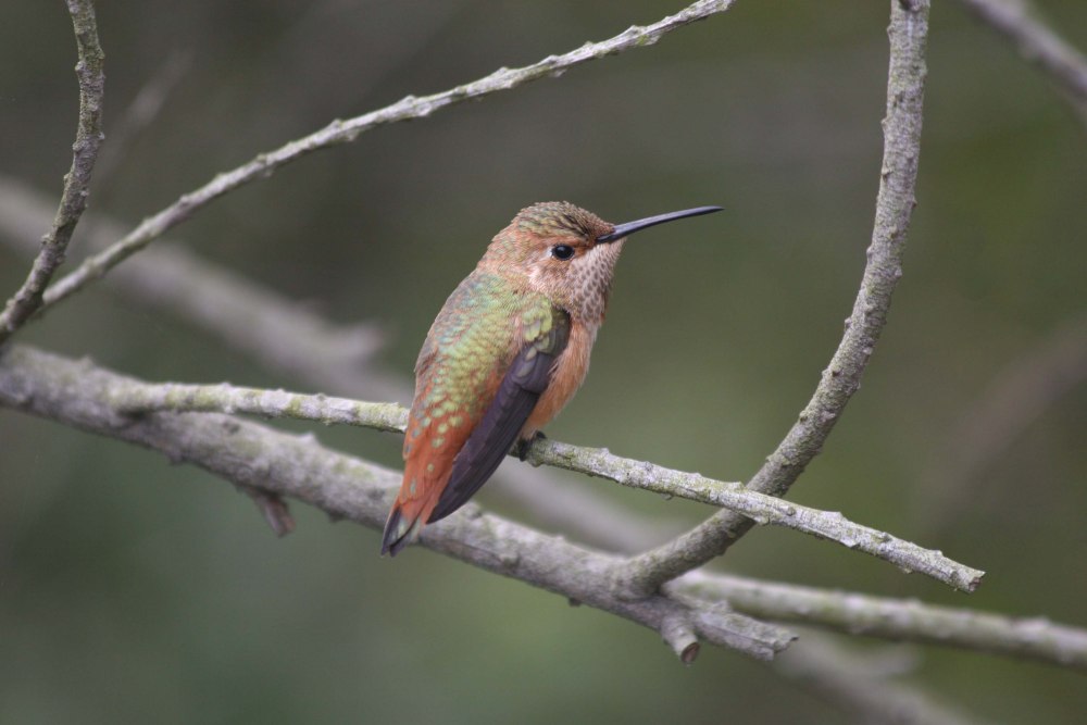 Selasphorus Sasin