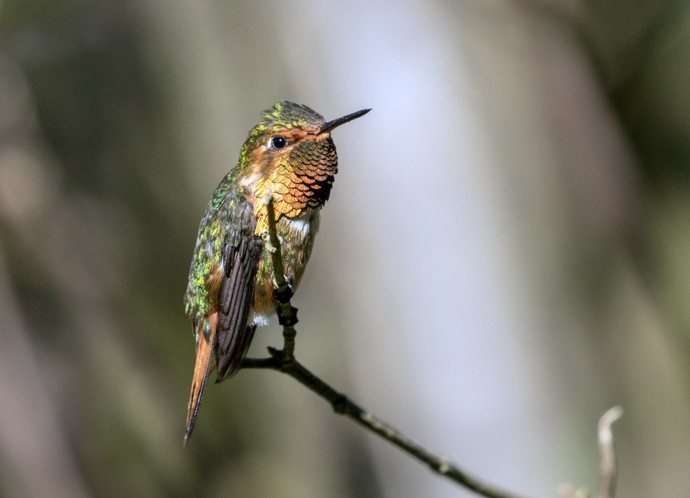Selasphorus Ellioti