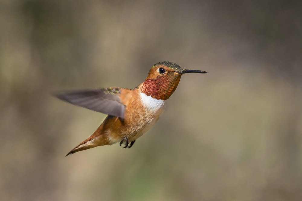 Selasphorus Sasin