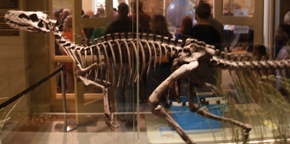 Herrerasaurus скелет