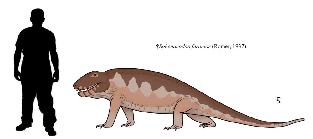 Sphenacodon Size
