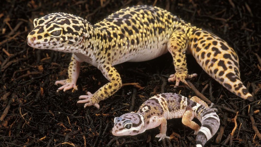 Eublepharis macularius