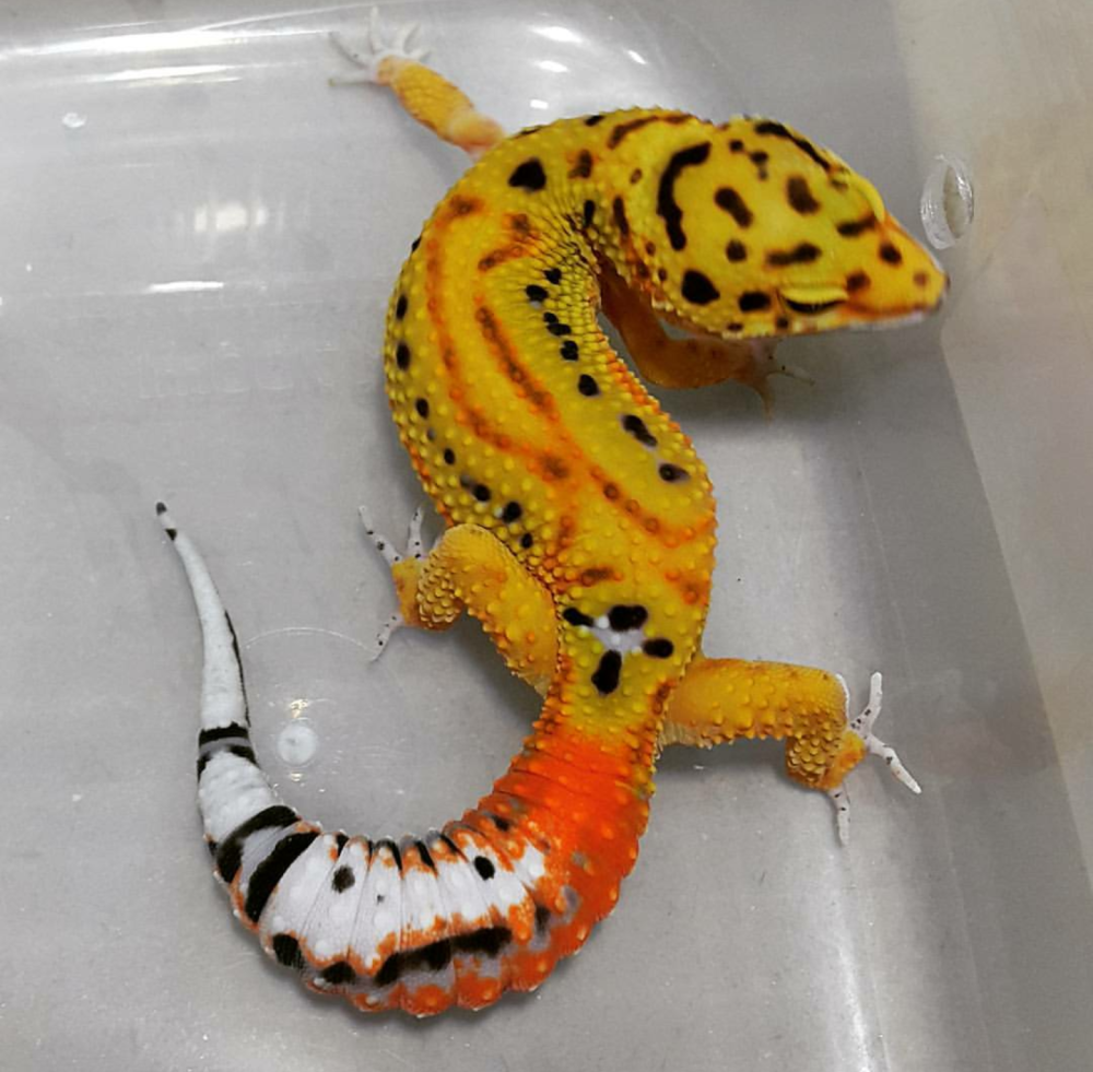 Эублефар super Hypo Tangerine
