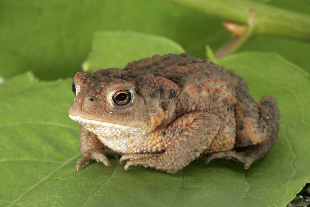 Серая жаба Bufo Bufo