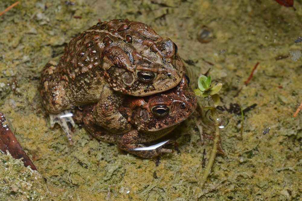 Балеарская жаба повитуха