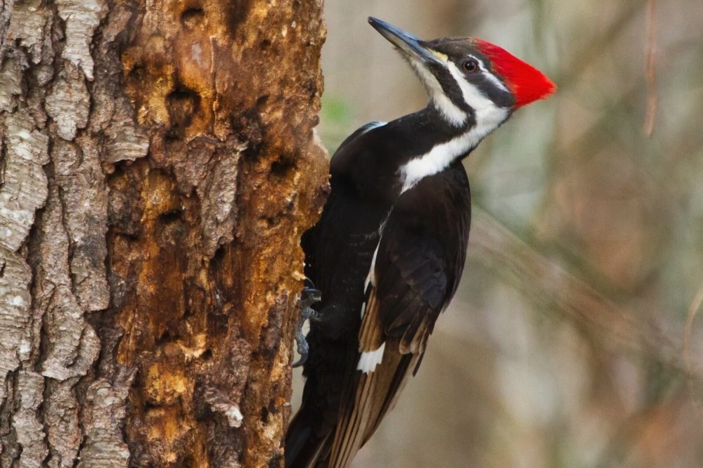 Woodpecker Feather