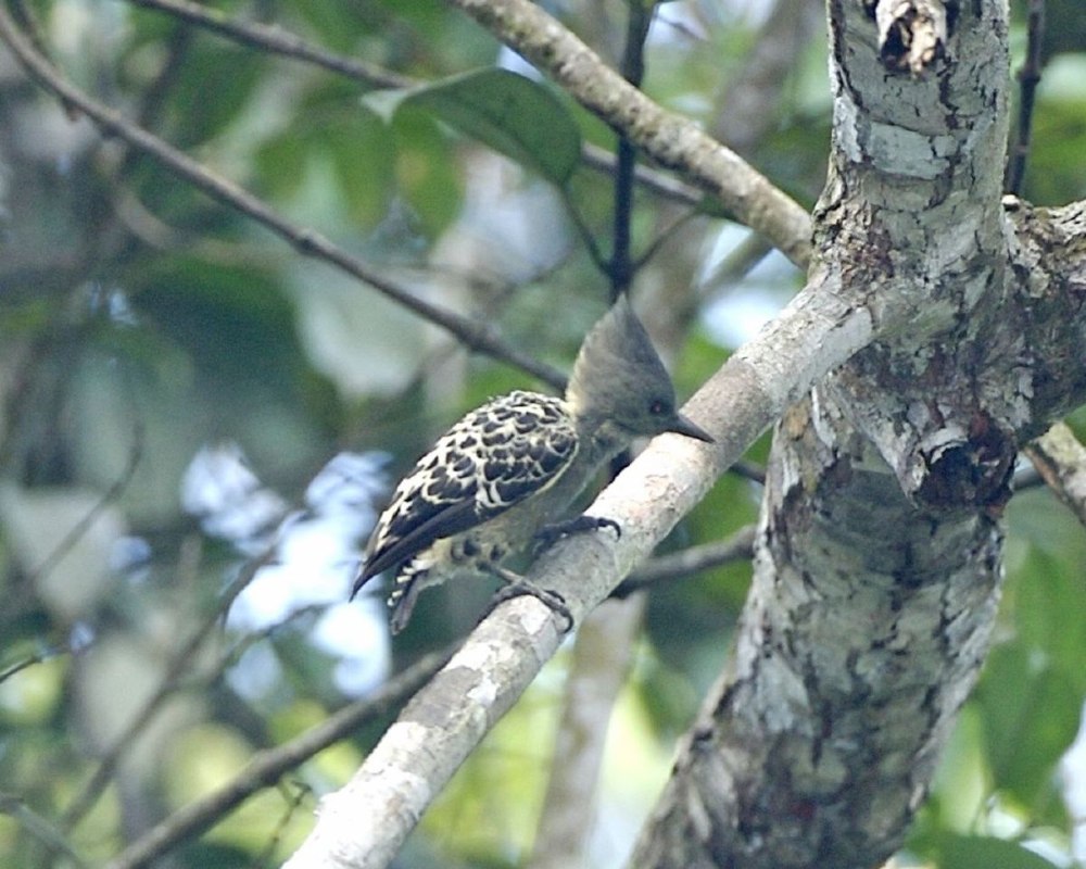 Grey-breasted Woodpecker