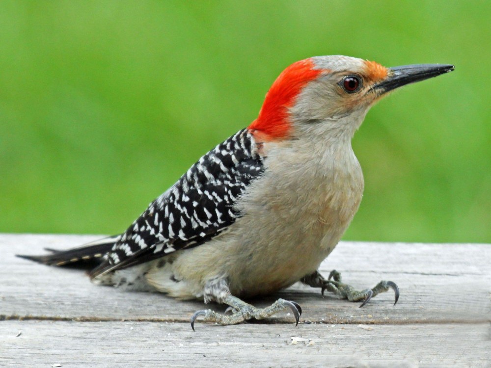 Red-bellied Woodpecker