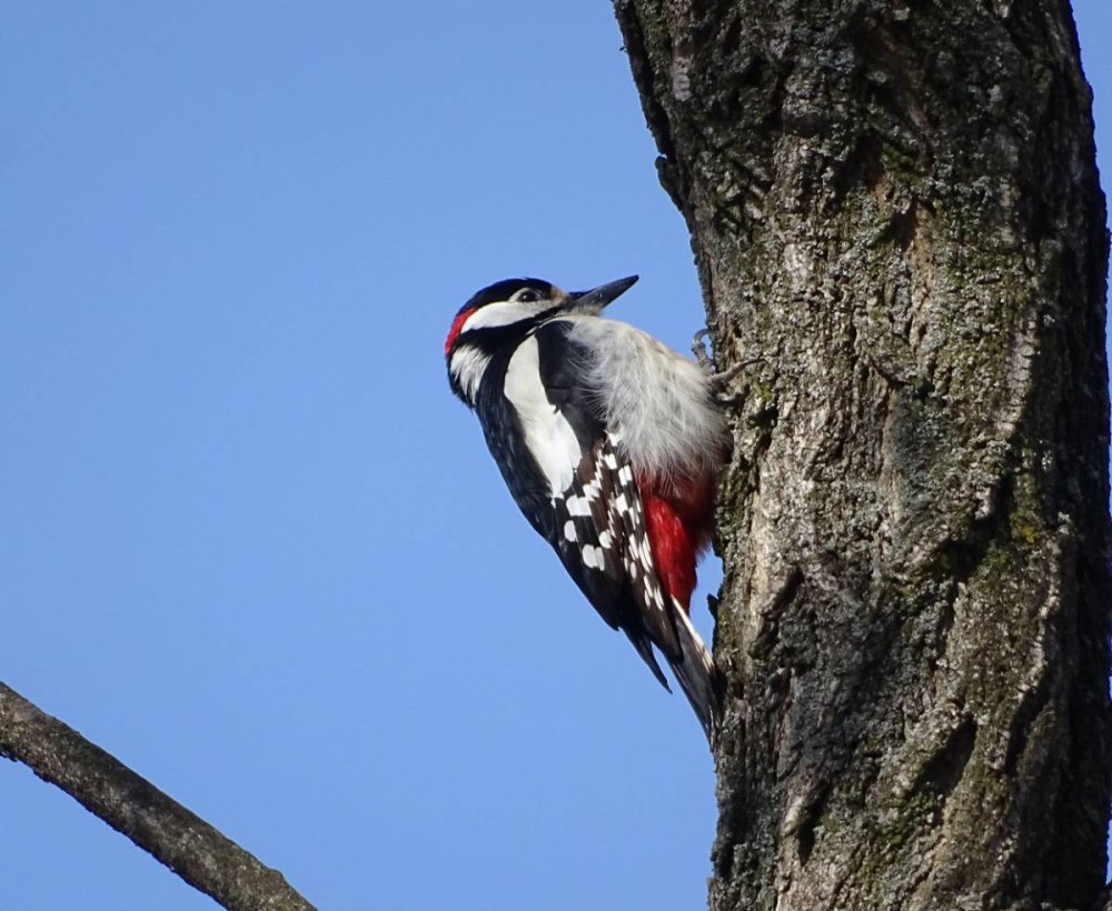 Great spotted Woodpecker