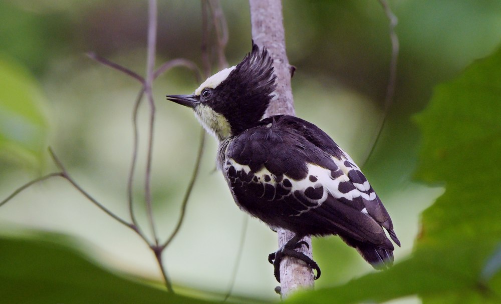 Blythipicus rubiginosus