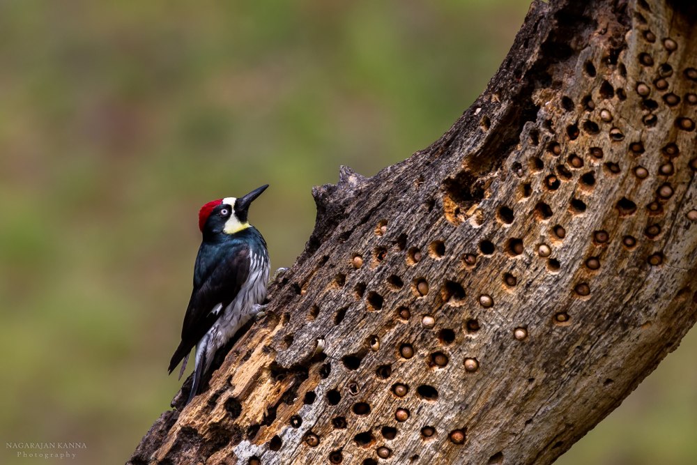 "Acorn Woodpecker"