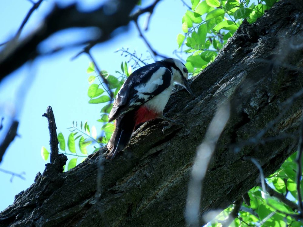 Белокрылый дятел / aккaнaттуу тонкулдaк / White-Winged Woodpecker