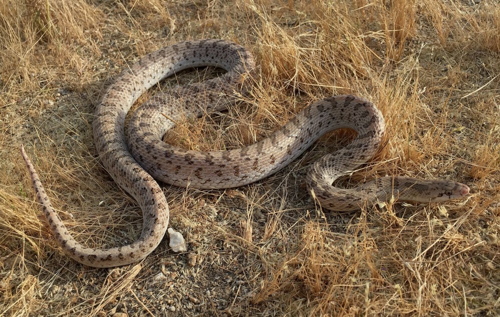 Стройный глянцевый уж (Arizona elegans)
