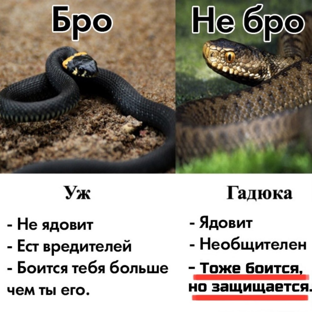 Уж и гадюка