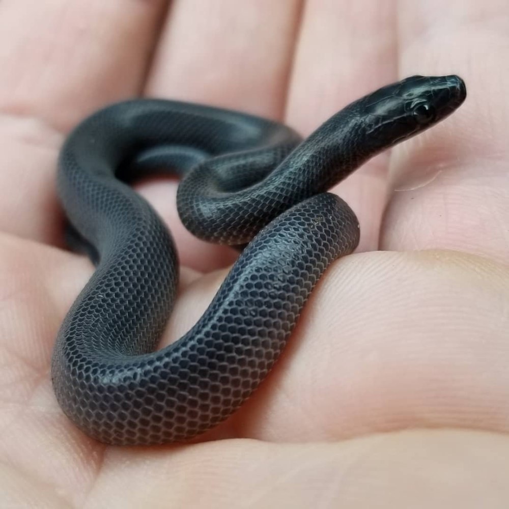 Королевская змея нигрита
