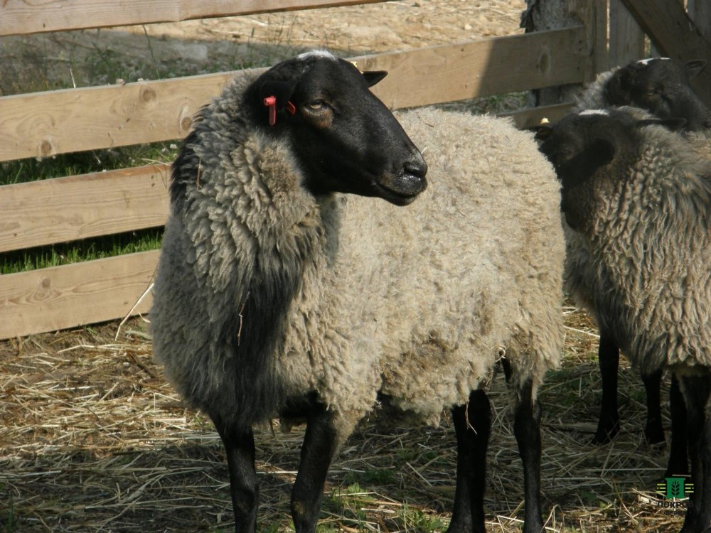 Грубошерстные овцы
