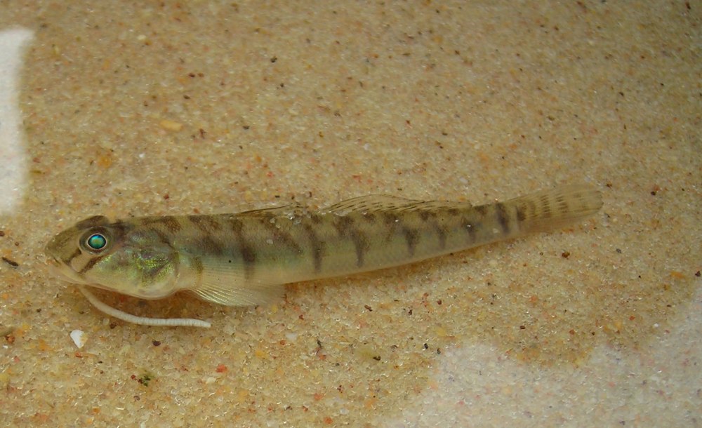 Awaous flavus