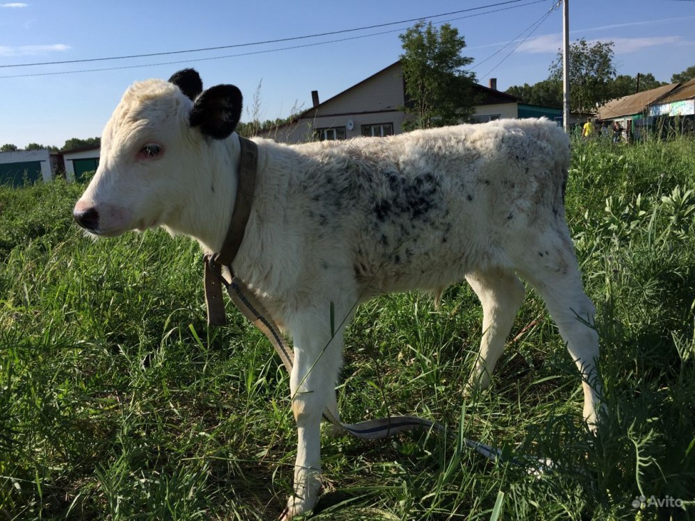 Натуральные белые бычки