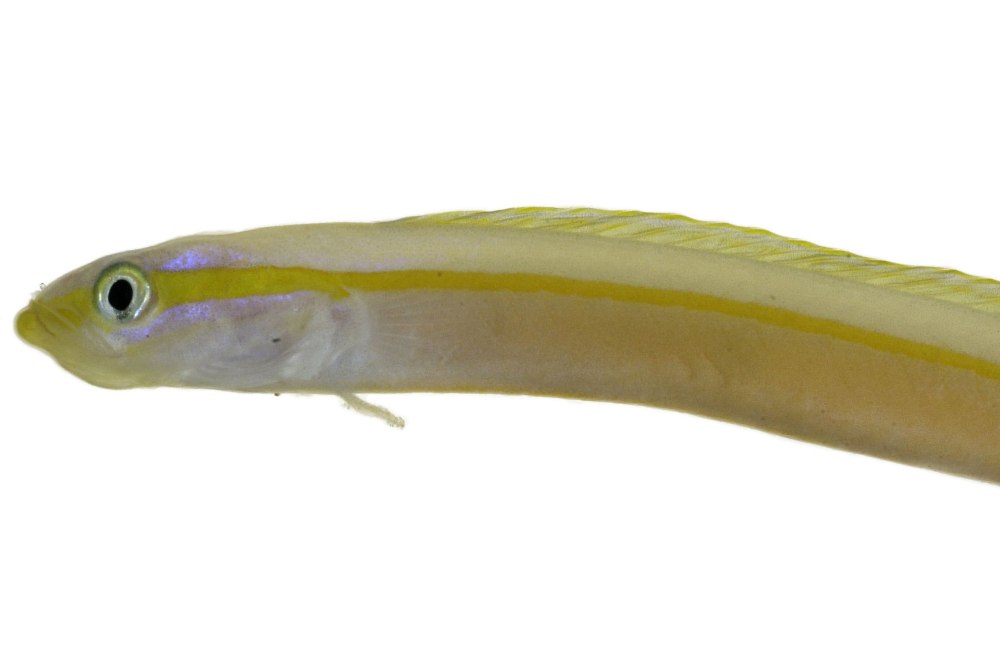Whiptail Gulper