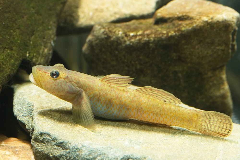 Rhinogobius similis