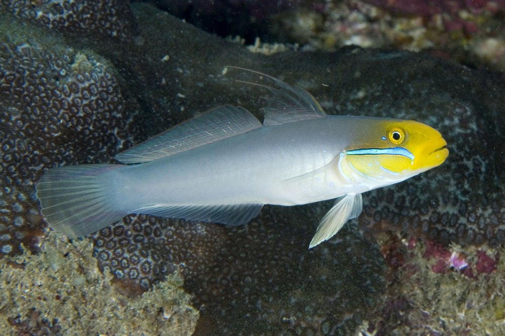 Valenciennea strigata