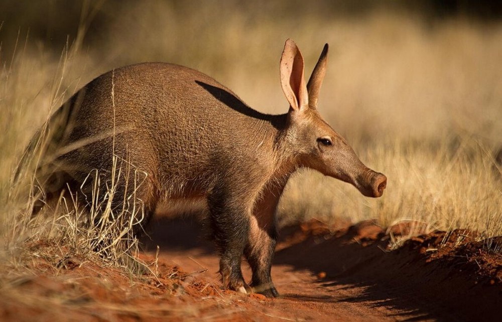 Африканский трубкозуб Orycteropus afer