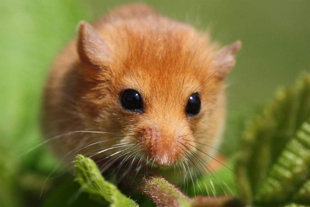 Dormouse 3e3e