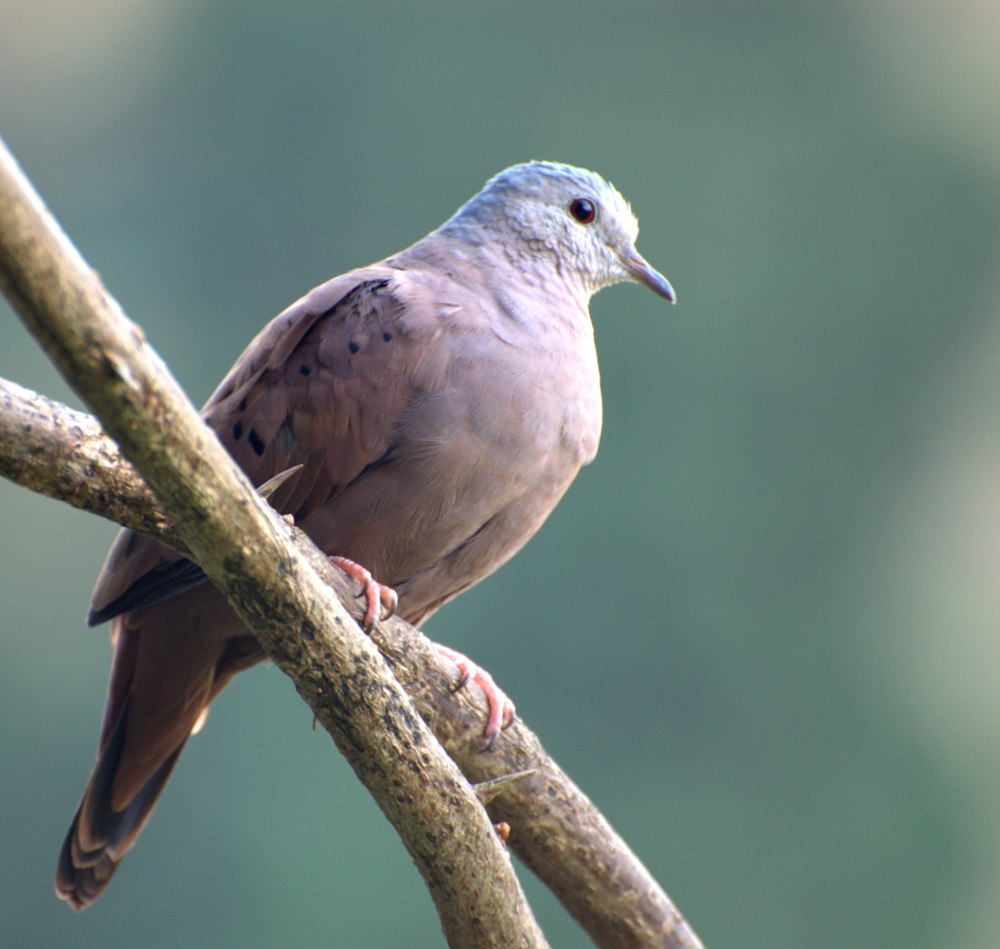 Columbina talpacoti