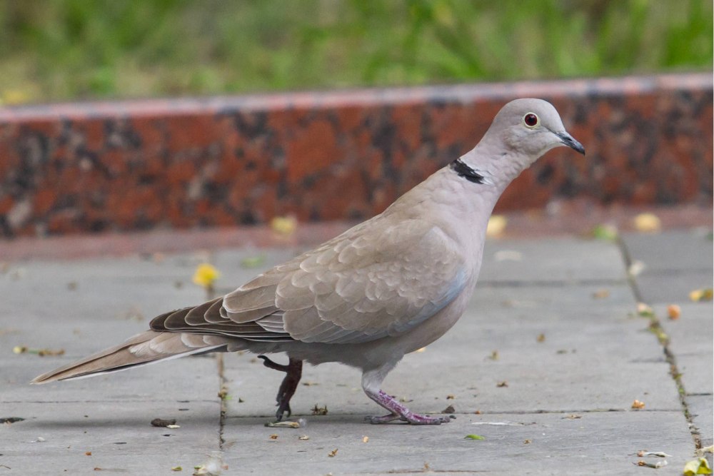 Streptopelia decaocto