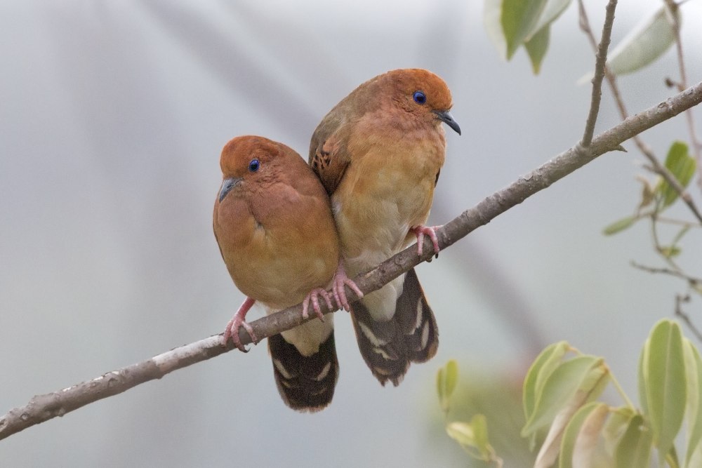 The rare Birds