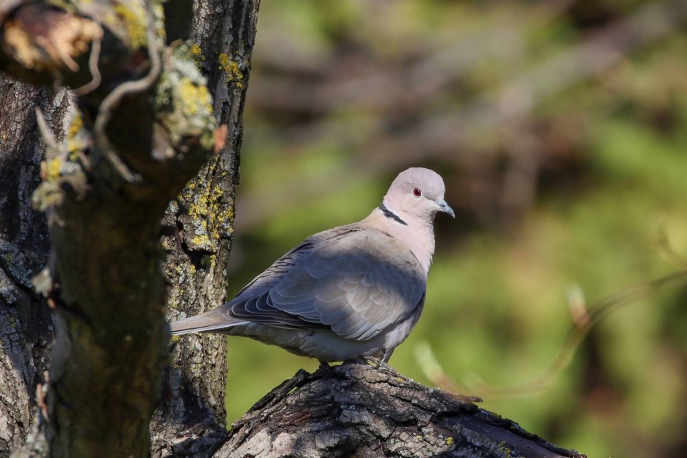 Streptopelia bitorquata