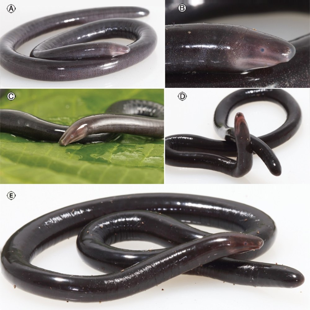 Siphonops Paulensis