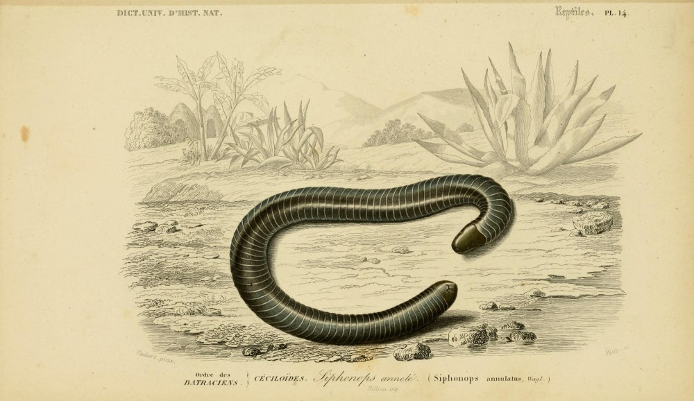 Siphonops annulatus